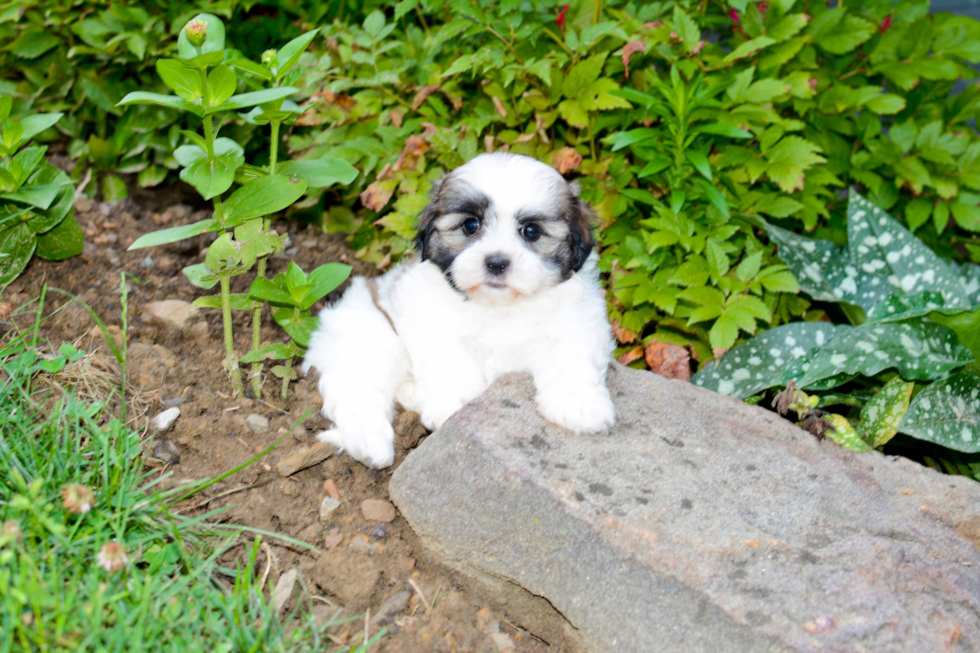 Friendly Teddy Bear Baby