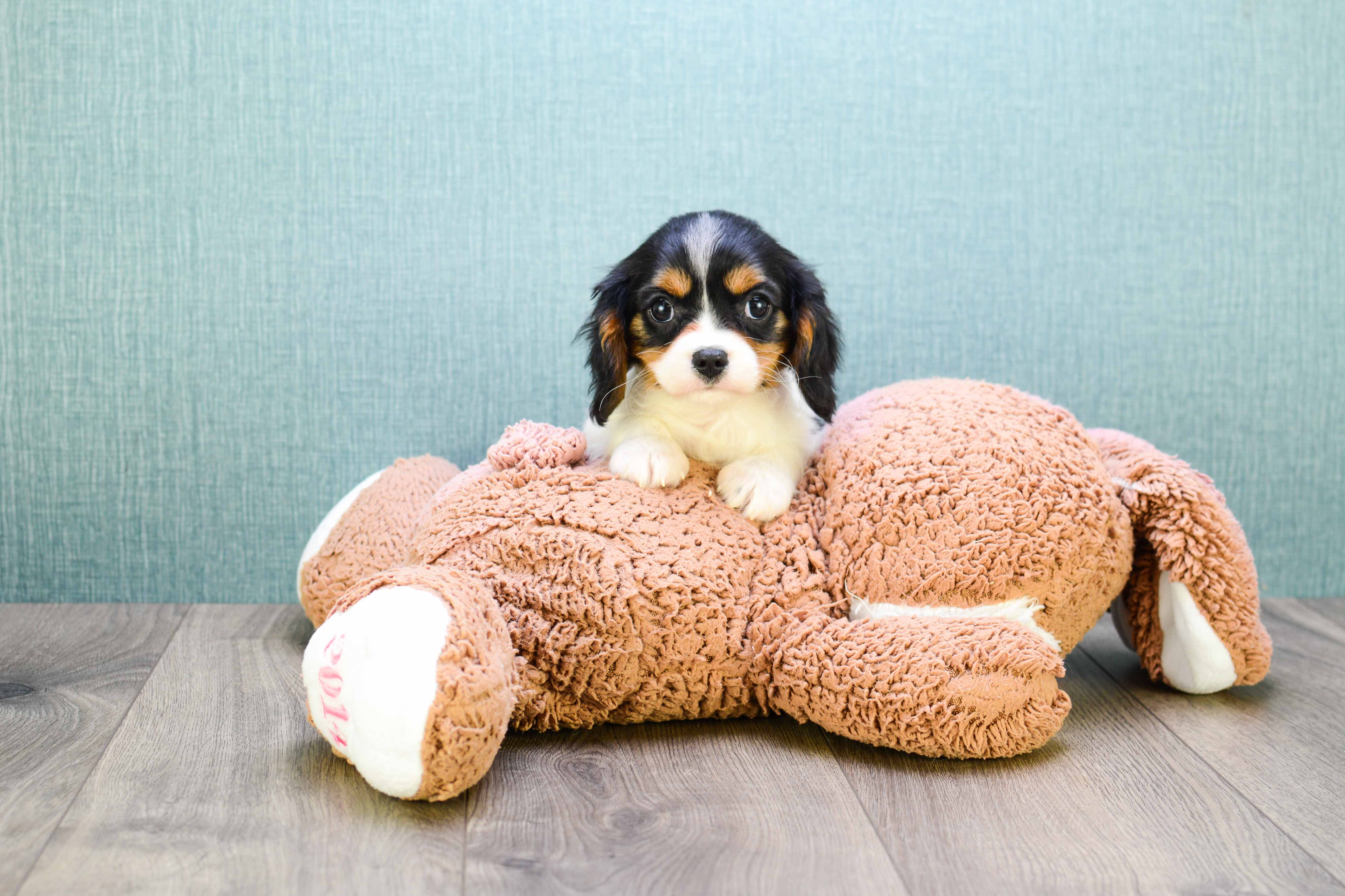Petite Cavalier King Charles Spaniel Purebred Puppy