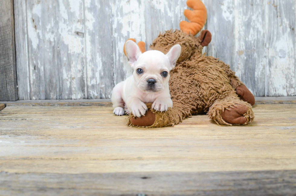 French Bulldog Pup Being Cute
