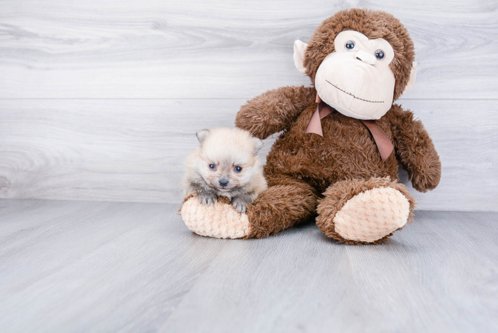 Hypoallergenic Pomeranian Purebred Pup