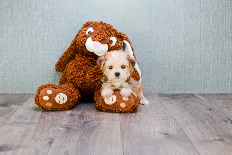 Petite Morkie Designer Pup