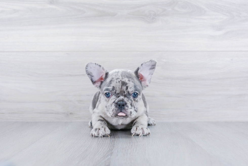 Hypoallergenic French Bulldog Baby