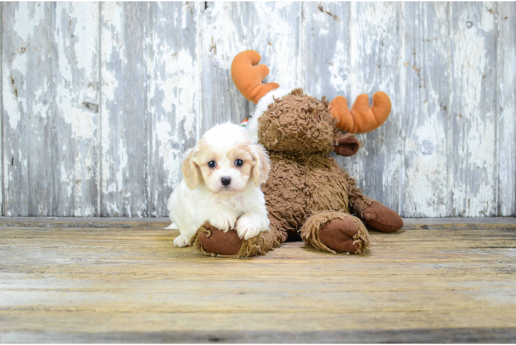 Best Cavachon Baby