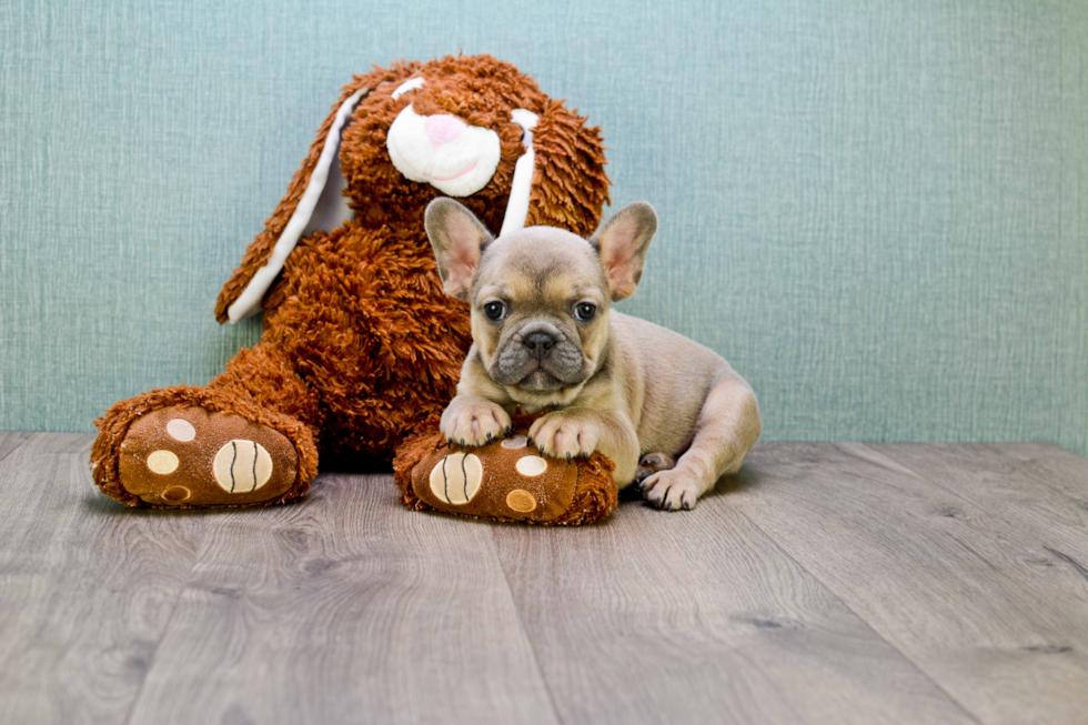 Happy Frenchie Purebred Puppy