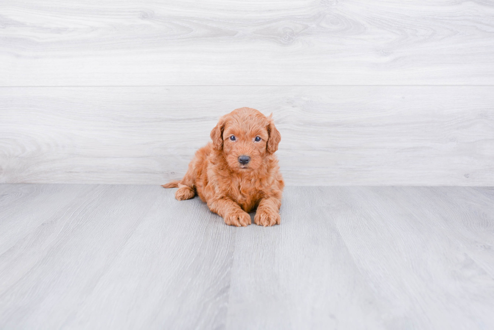 Mini Goldendoodle Pup Being Cute
