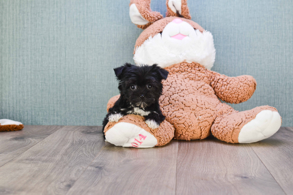 Best Morkie Baby