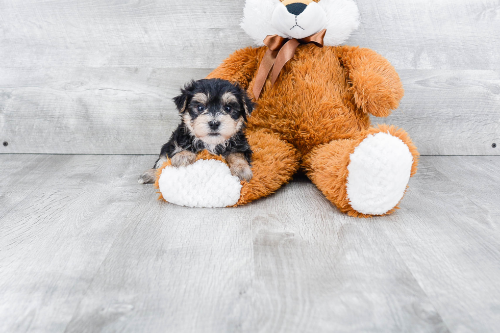 Morkie Pup Being Cute