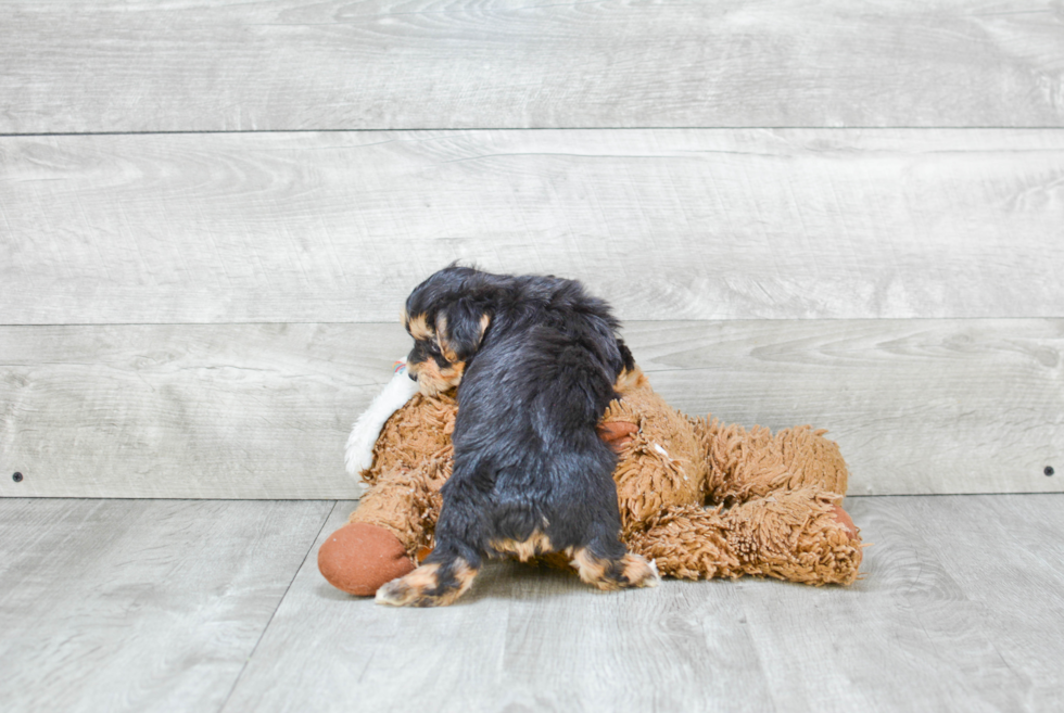 Hypoallergenic Yorkie Designer Puppy