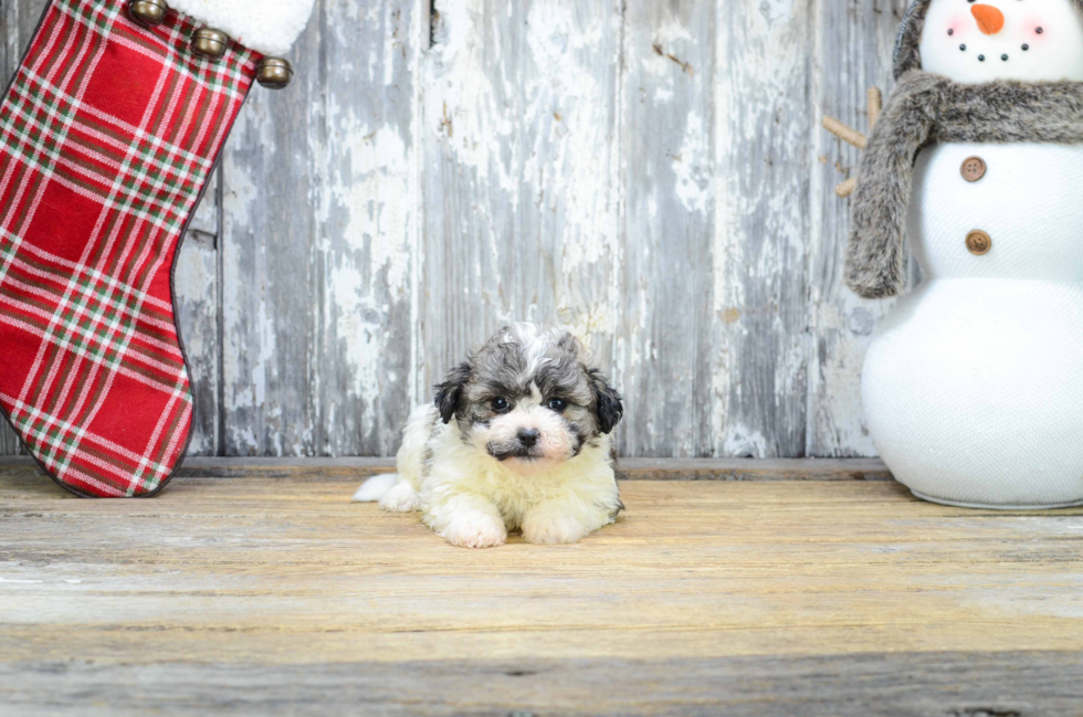 Playful Shi Chon Designer Puppy