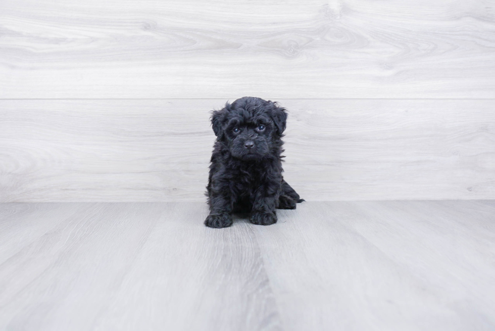 Best Mini Bernedoodle Baby