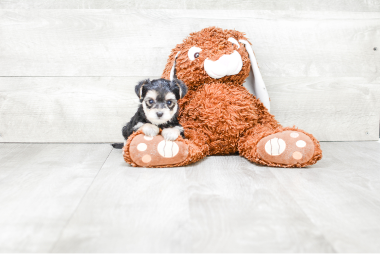 Morkie Puppy for Adoption