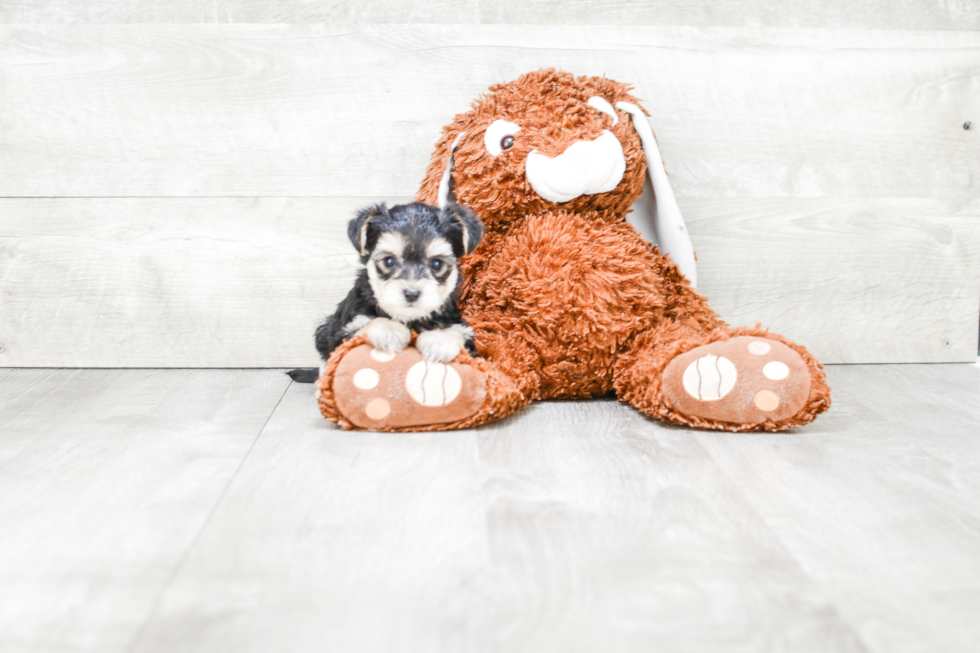 Morkie Puppy for Adoption