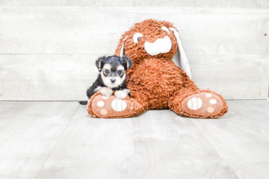 Morkie Puppy for Adoption