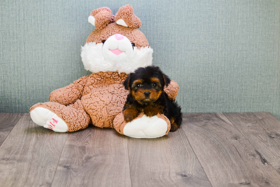 Meet Bella - our Yorkshire Terrier Puppy Photo 