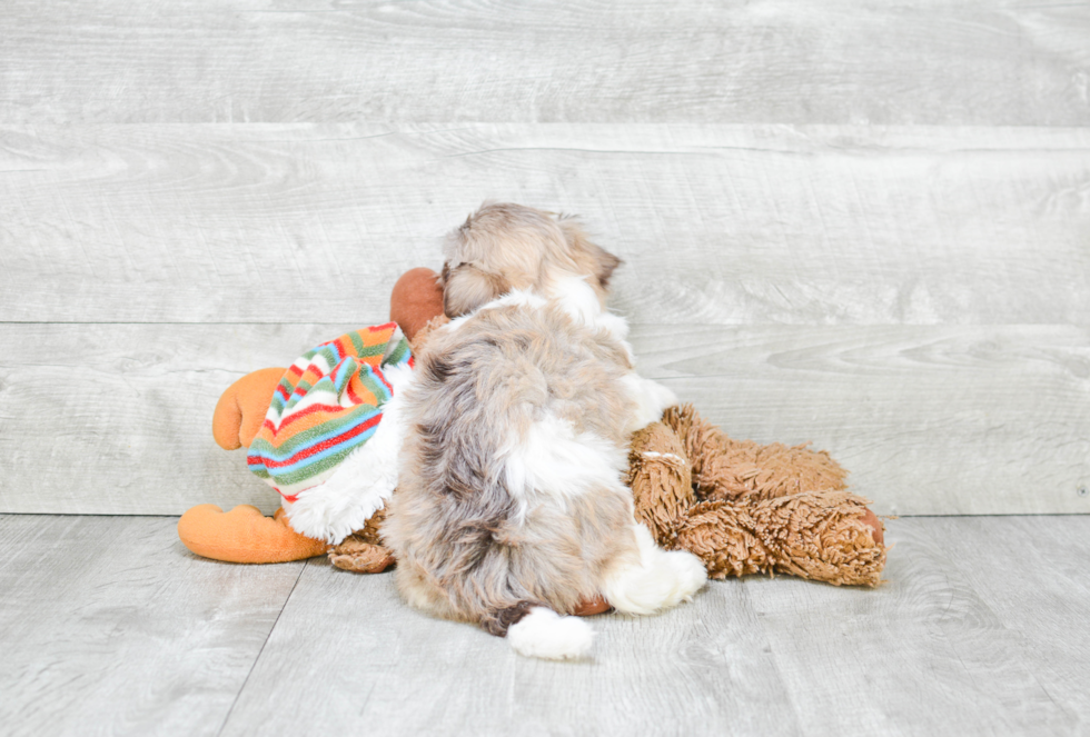 Hypoallergenic Havanese Baby