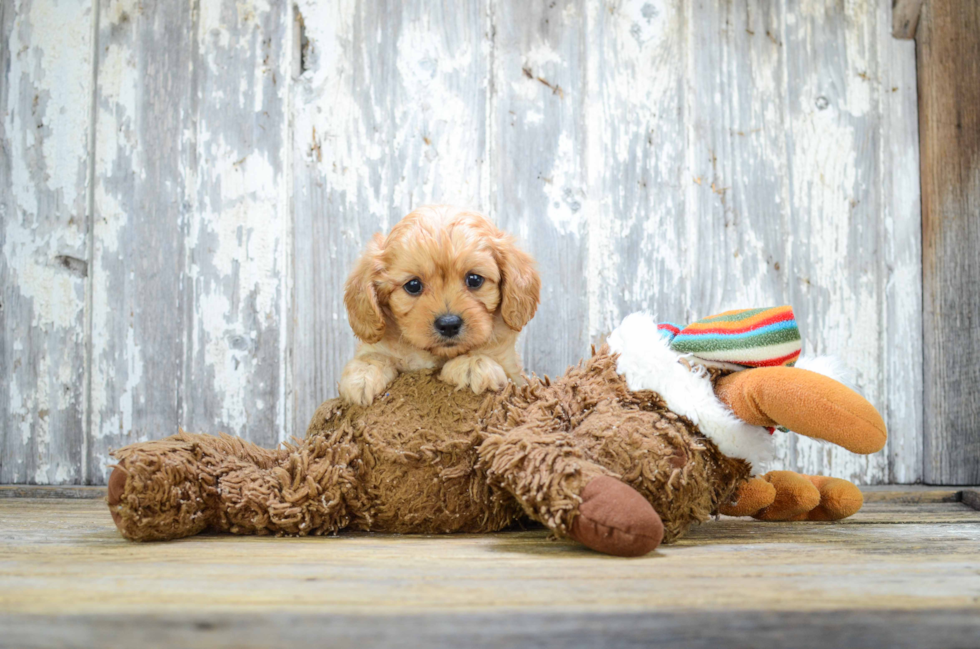 Happy Cavapoo Baby