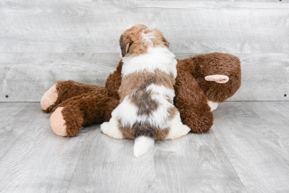 Smart Mini Bernedoodle Poodle Mix Pup