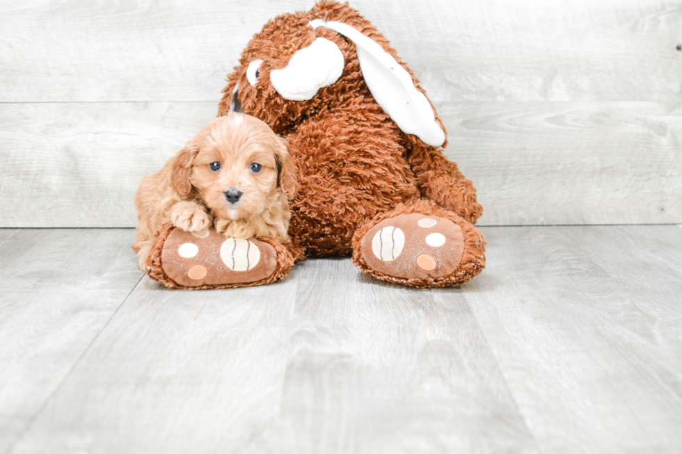 Small Cavapoo Baby