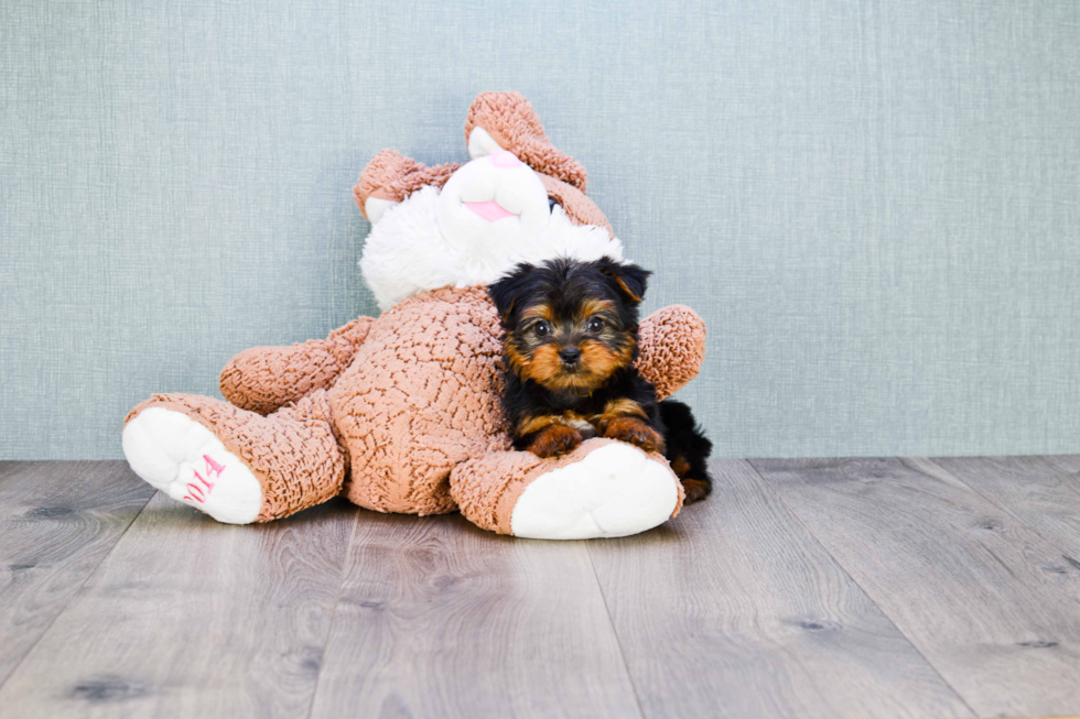 Meet Izzie - our Yorkshire Terrier Puppy Photo 