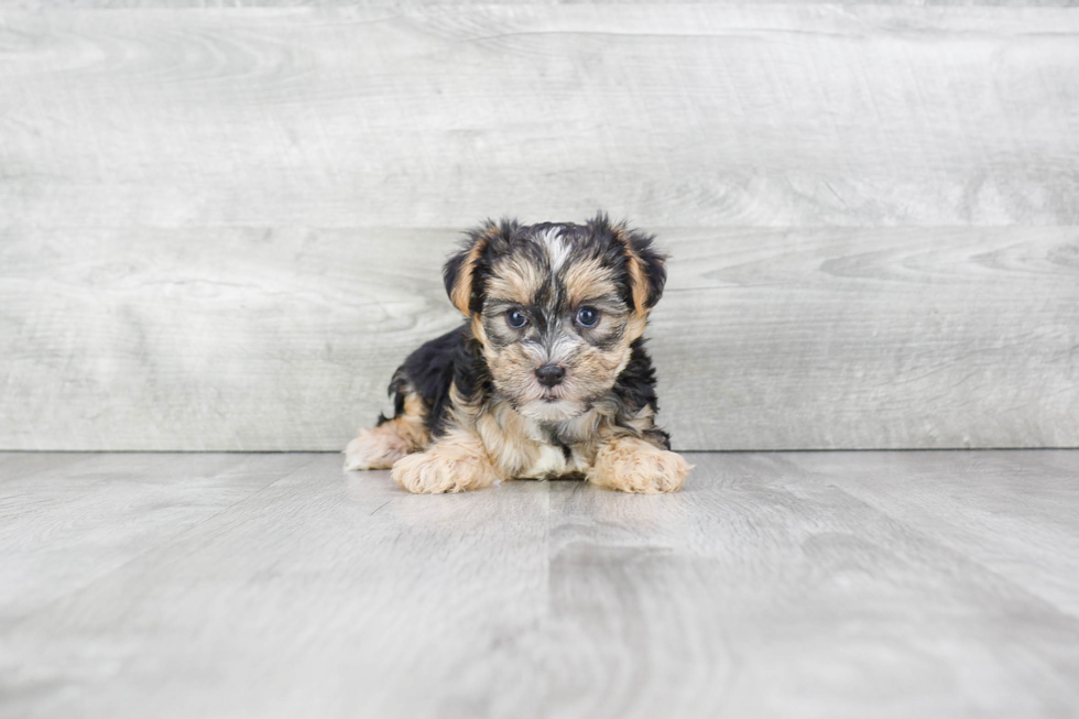 Energetic Yorkie Designer Puppy