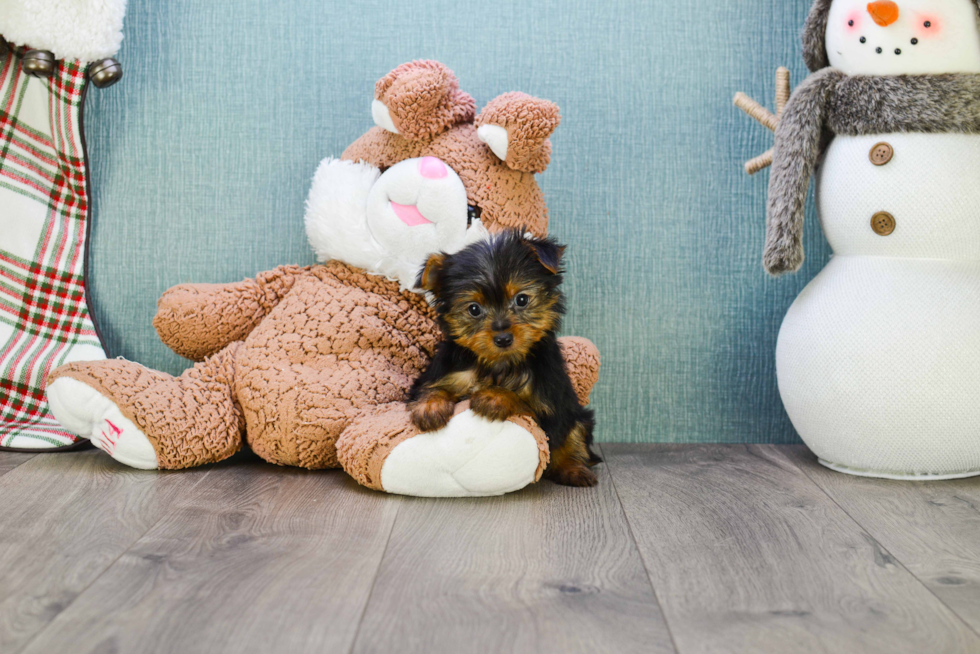 Meet Joey - our Yorkshire Terrier Puppy Photo 