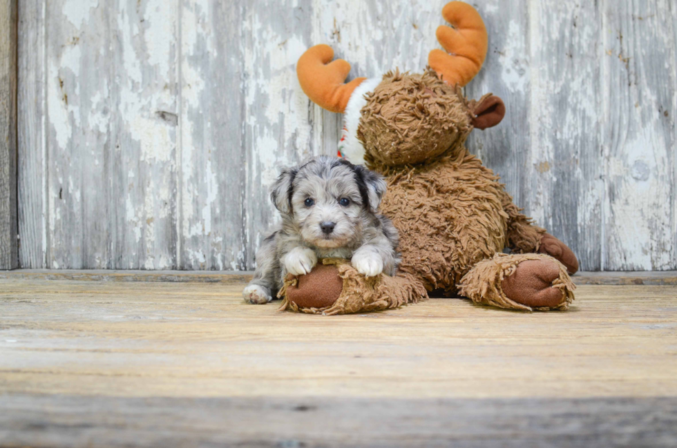 Mini Aussiedoodle Pup Being Cute