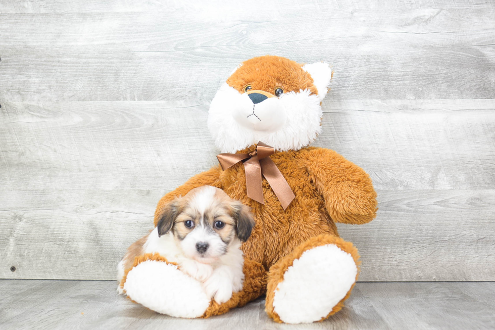 Popular Havanese Purebred Pup