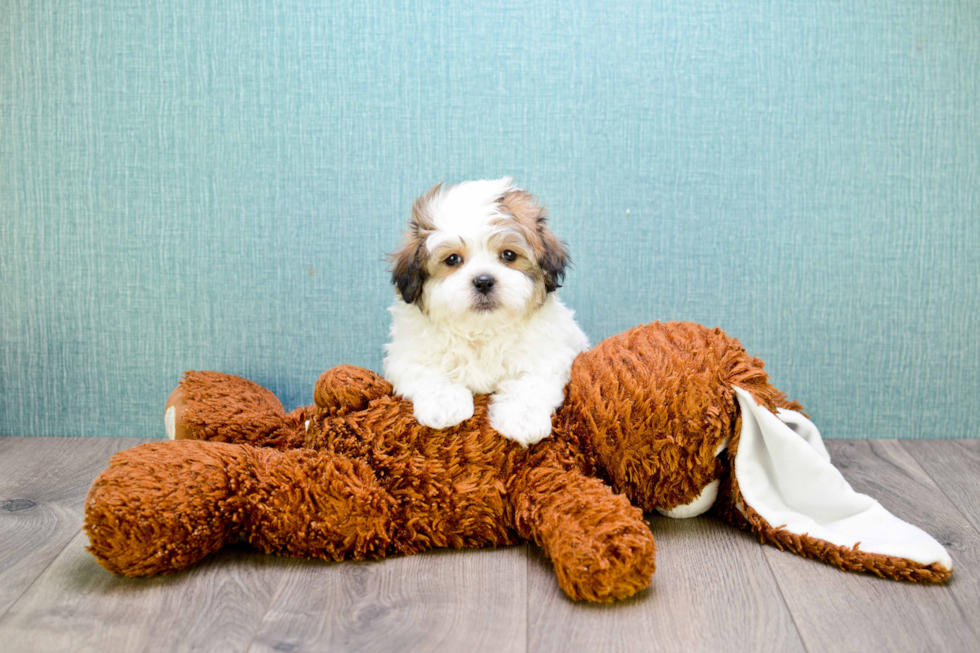 Little Shit Designer Puppy