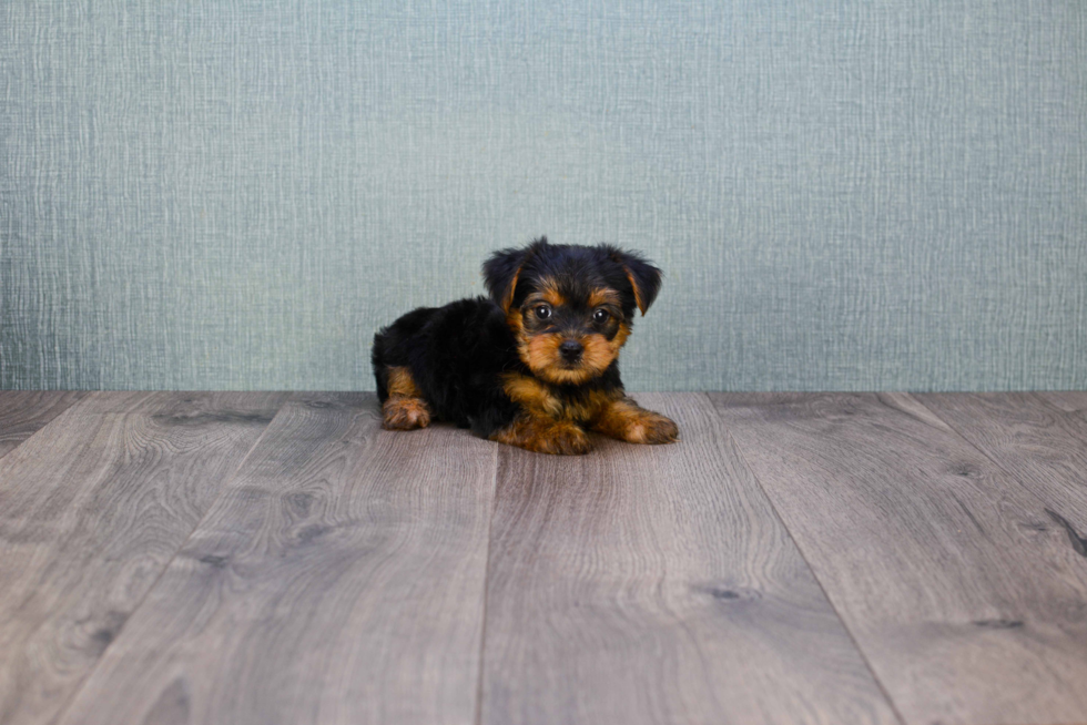 Meet Bella - our Yorkshire Terrier Puppy Photo 