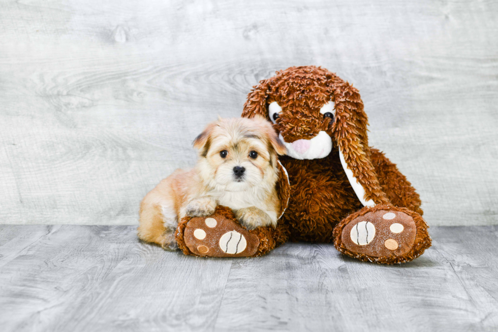 Morkie Puppy for Adoption