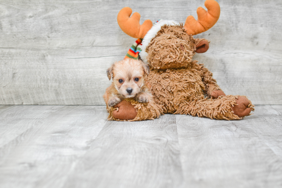 Morkie Puppy for Adoption