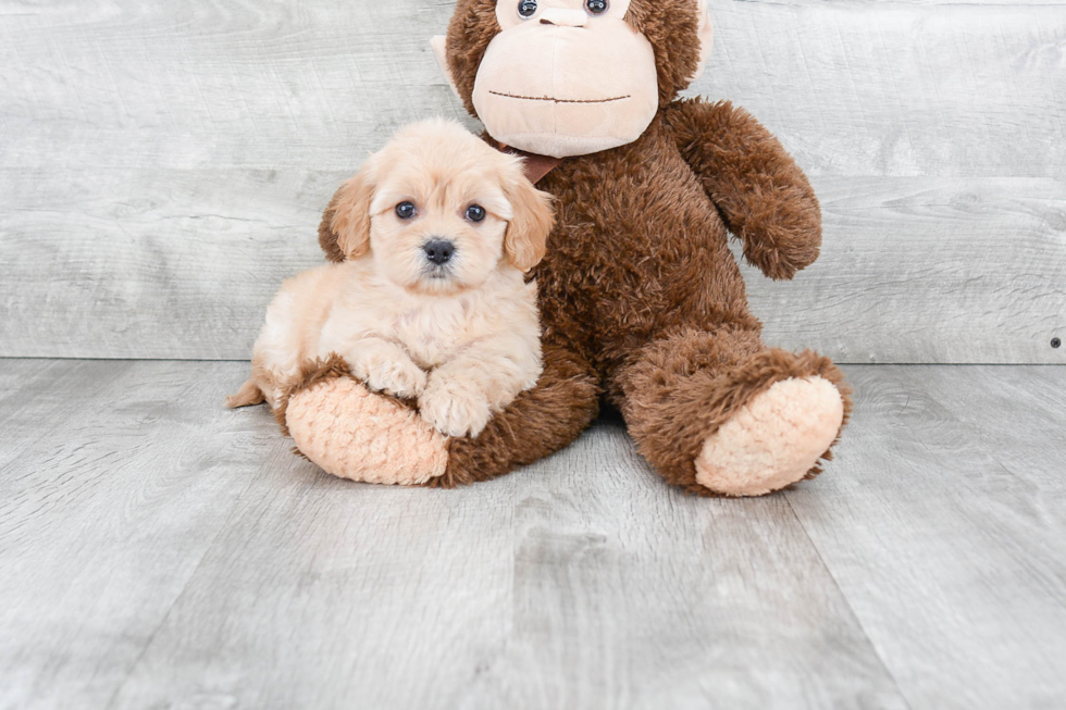 Energetic Cavalier Designer Puppy