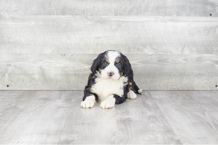 Mini Bernedoodle Puppy for Adoption