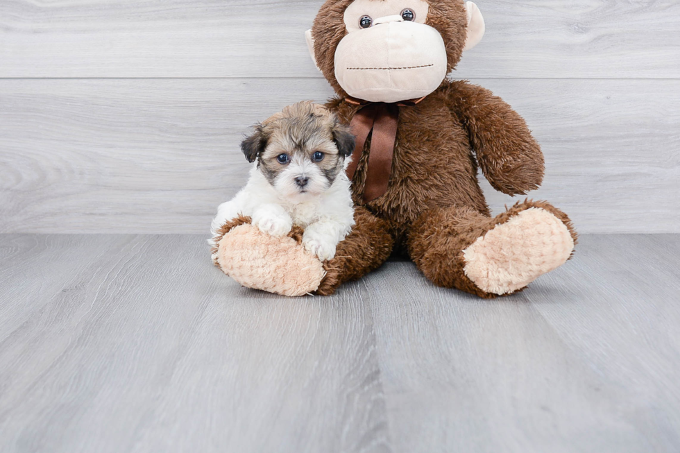Smart Havanese Purebred Puppy