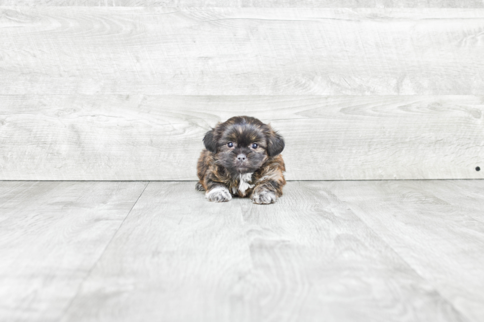 Hypoallergenic Shit Designer Puppy