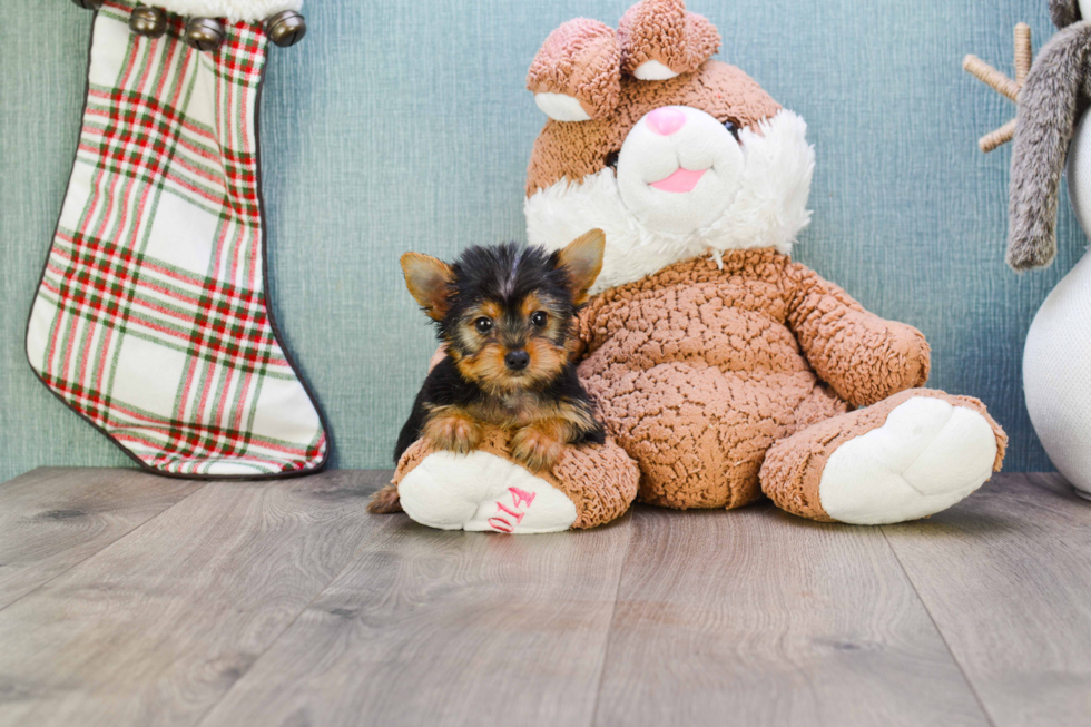 Meet Tinkerbell - our Yorkshire Terrier Puppy Photo 