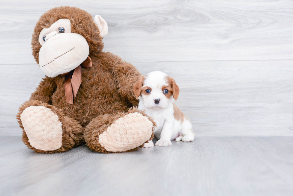Best Cavalier King Charles Spaniel Baby