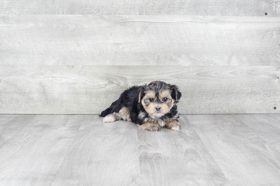 Petite Morkie Designer Pup