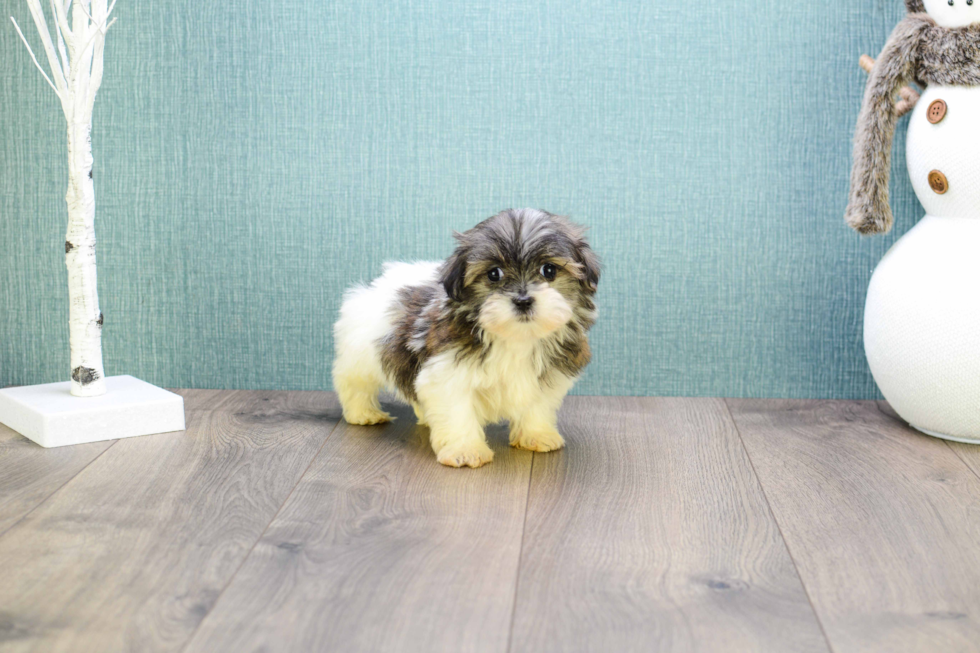 Popular Teddy Bear Designer Pup