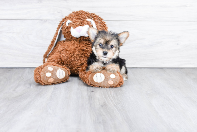 Popular Morkie Designer Pup