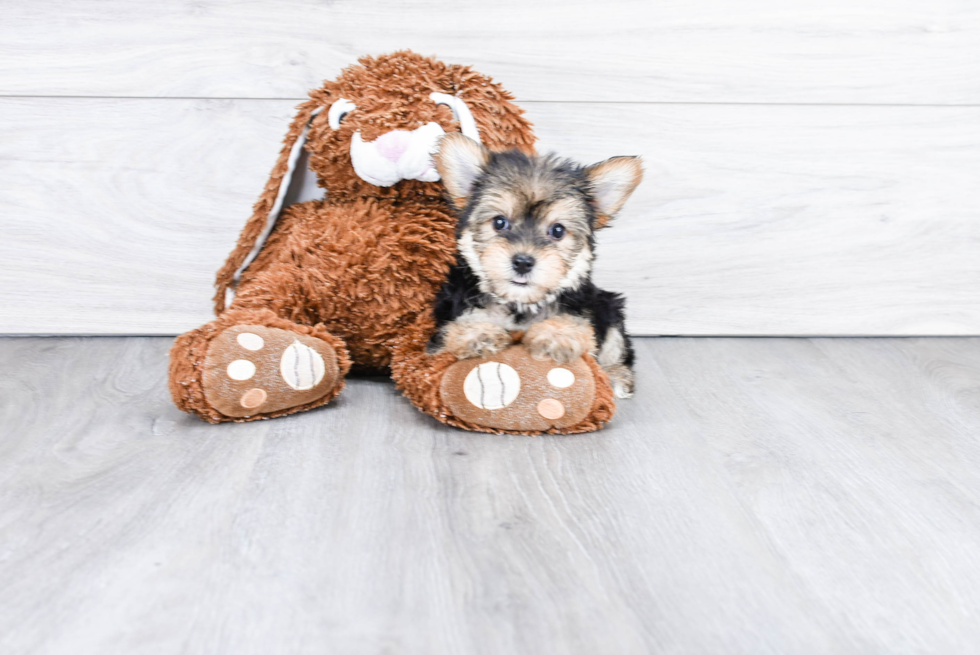 Popular Morkie Designer Pup