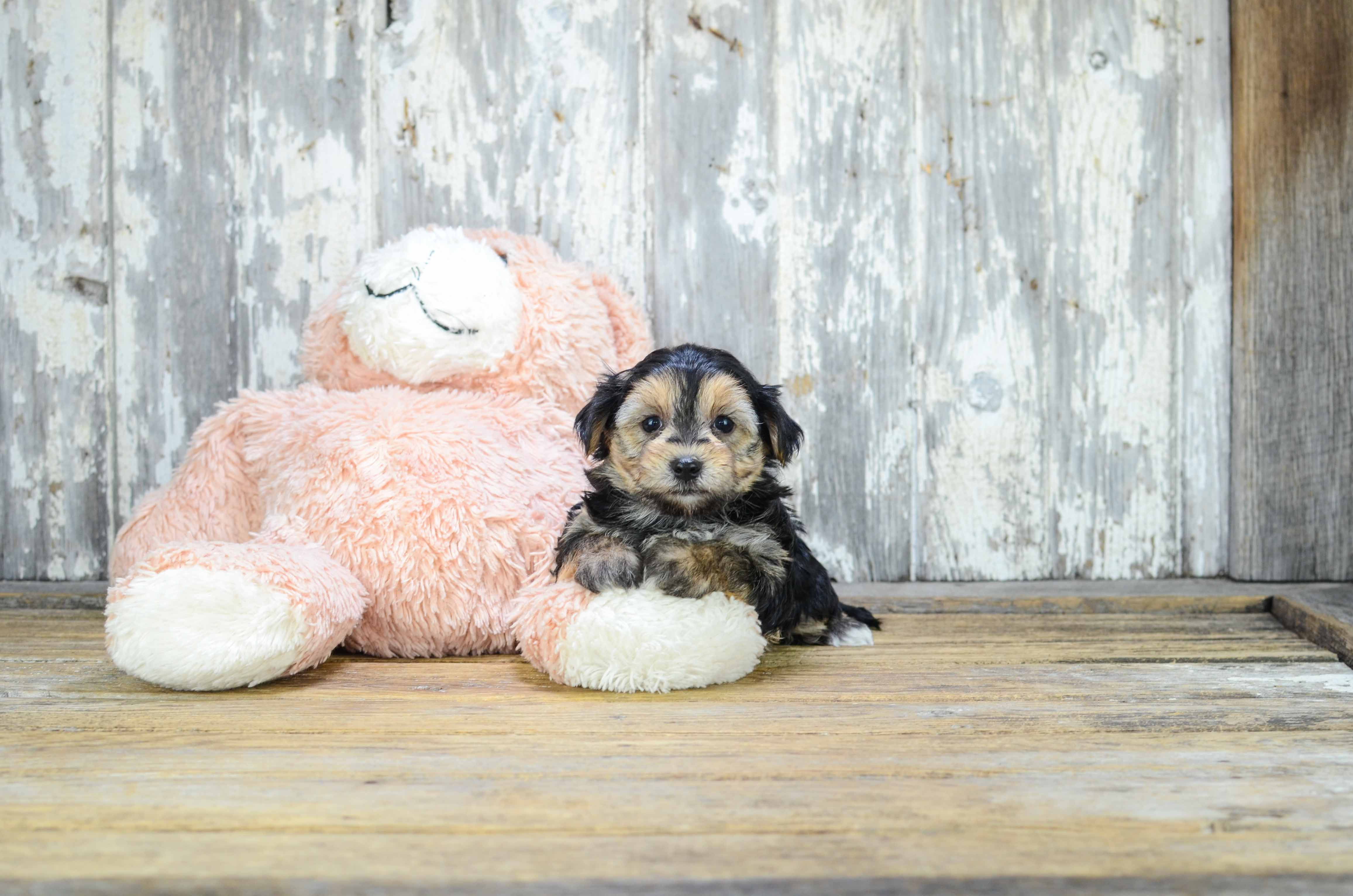 Funny Morkie Designer Pup