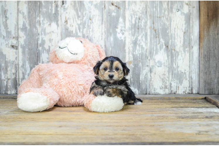 Funny Morkie Designer Pup