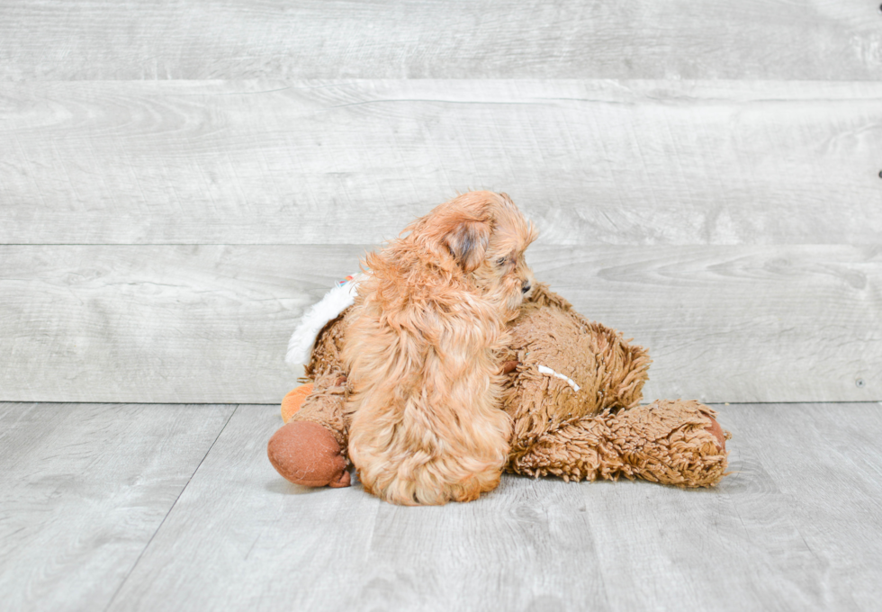 Morkie Puppy for Adoption