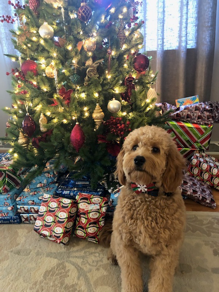 Smart Mini Goldendoodle Poodle Mix Pup