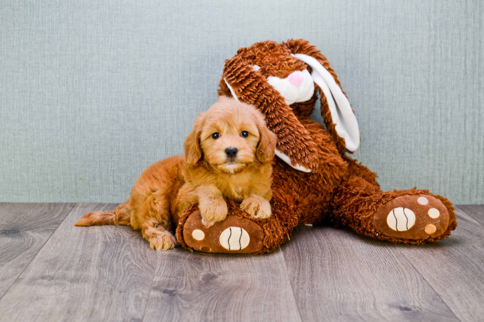 Popular Mini Goldendoodle Poodle Mix Pup