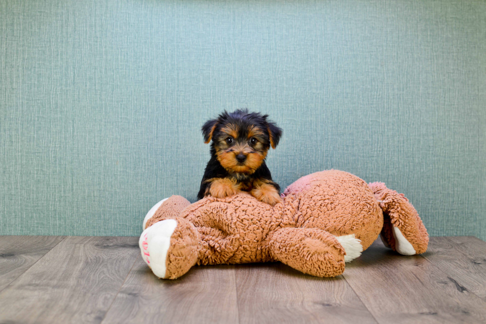 Meet Steph - our Yorkshire Terrier Puppy Photo 