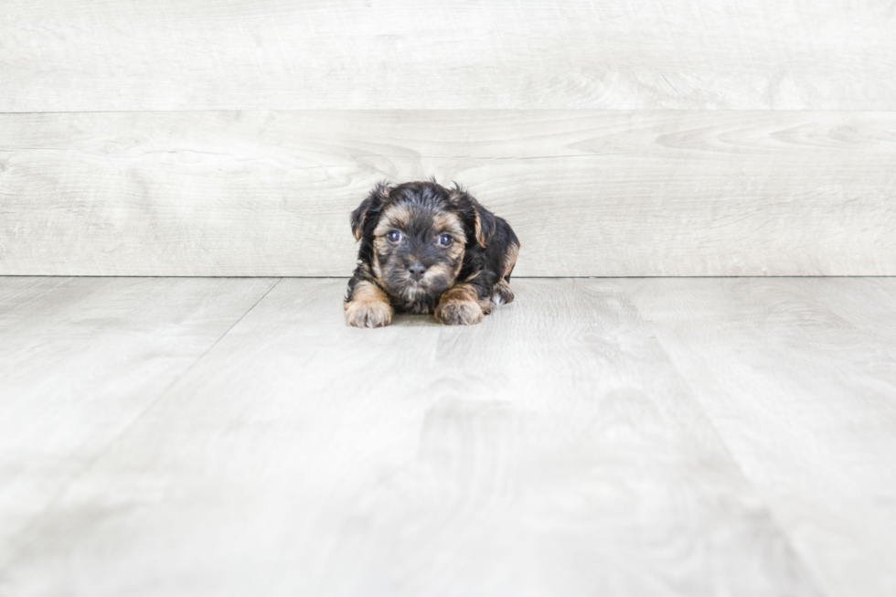 Morkie Pup Being Cute