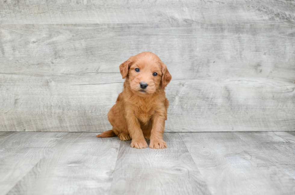 Best Mini Goldendoodle Baby