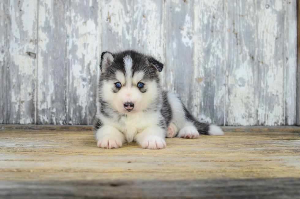 Pomsky Puppy for Adoption